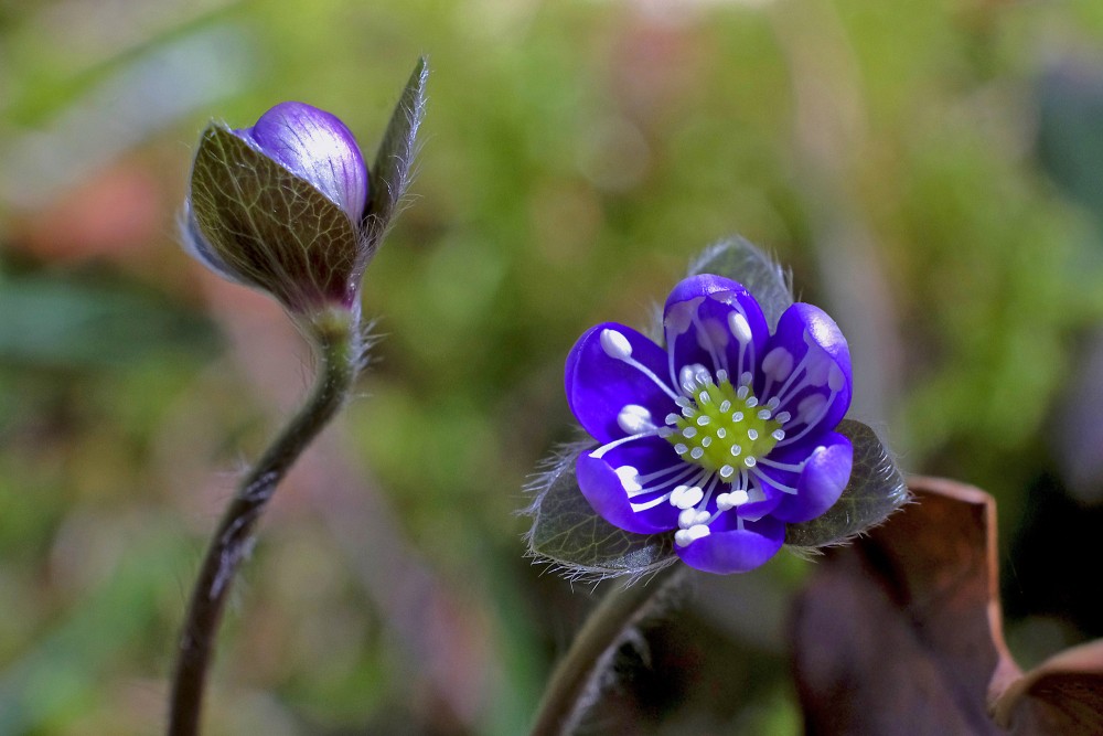 Zilās vizbulītes zieds un pumpurs