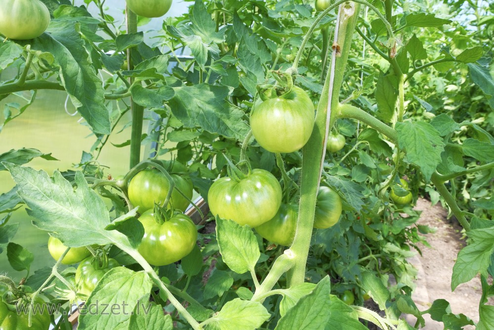 Green tomatoes