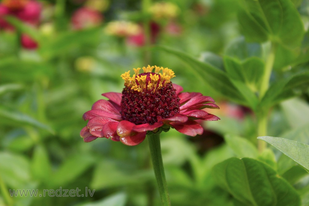 Common zinnia 'Queen Red Lime'