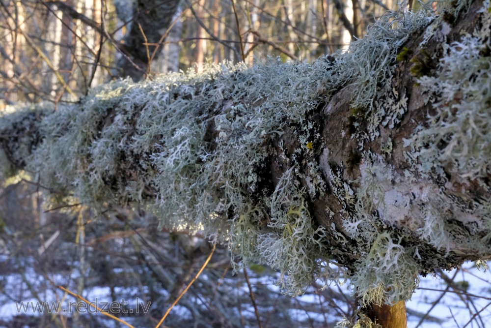 Lichen on Tree Branch