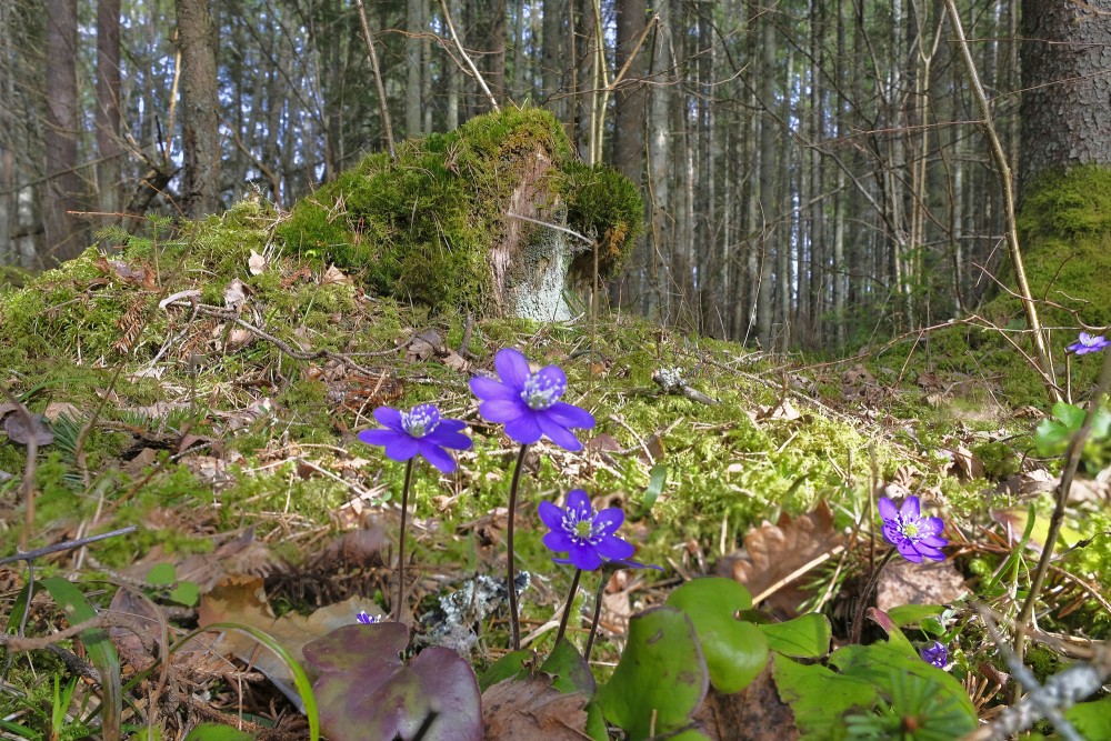 Meža ainava ar zilām vizbulītēm, ar sūnām apaudzis celms