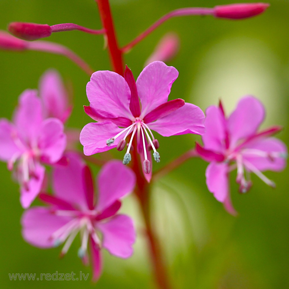 Fireweed