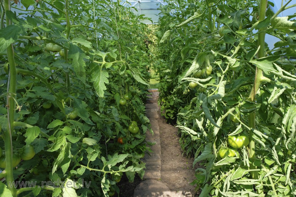 Green tomatoes in a glasshouse