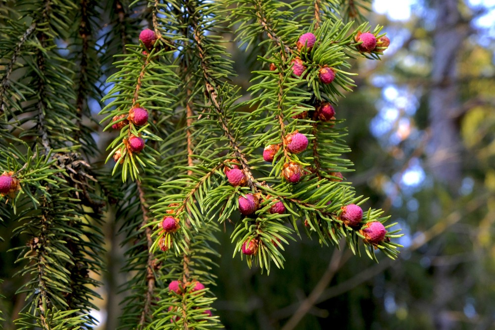 Picea Abies Male Flowers