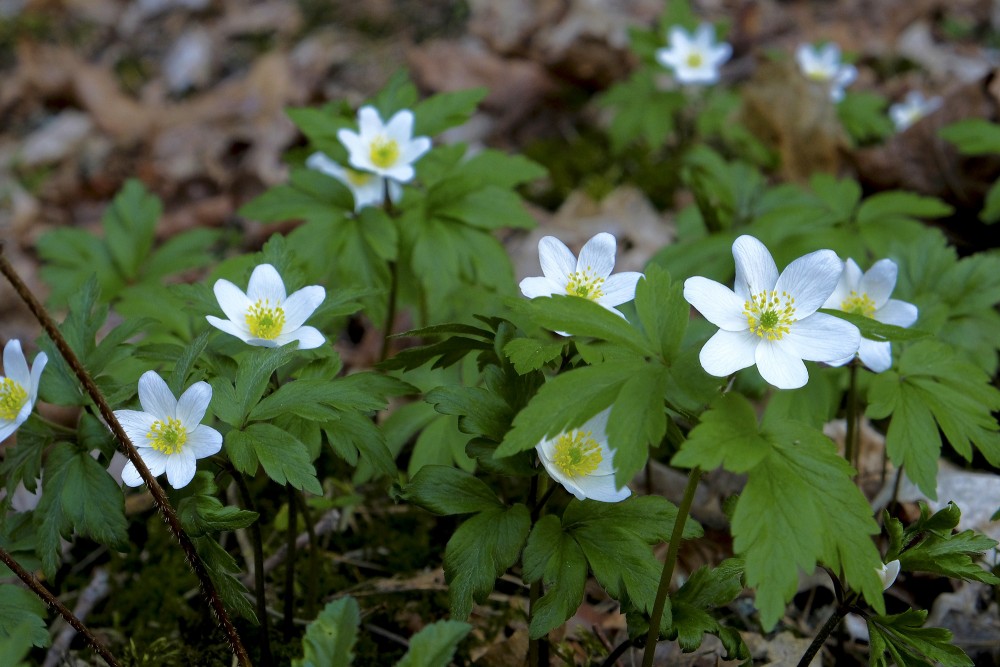 Anemone nemorosa