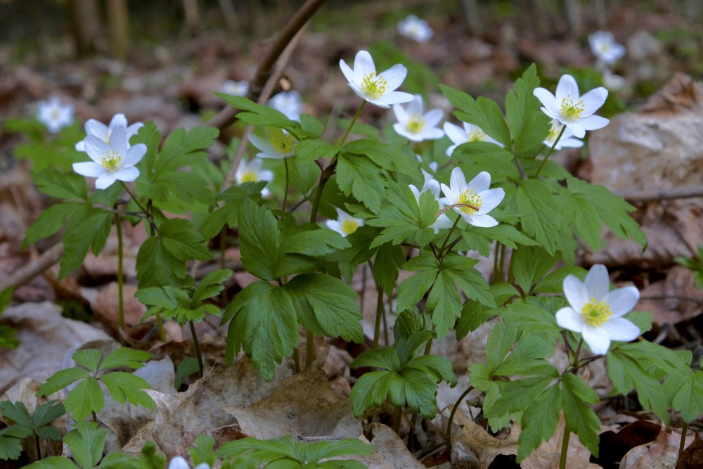 Wood anemone, Windflower, Thimbleweed, Smell fox