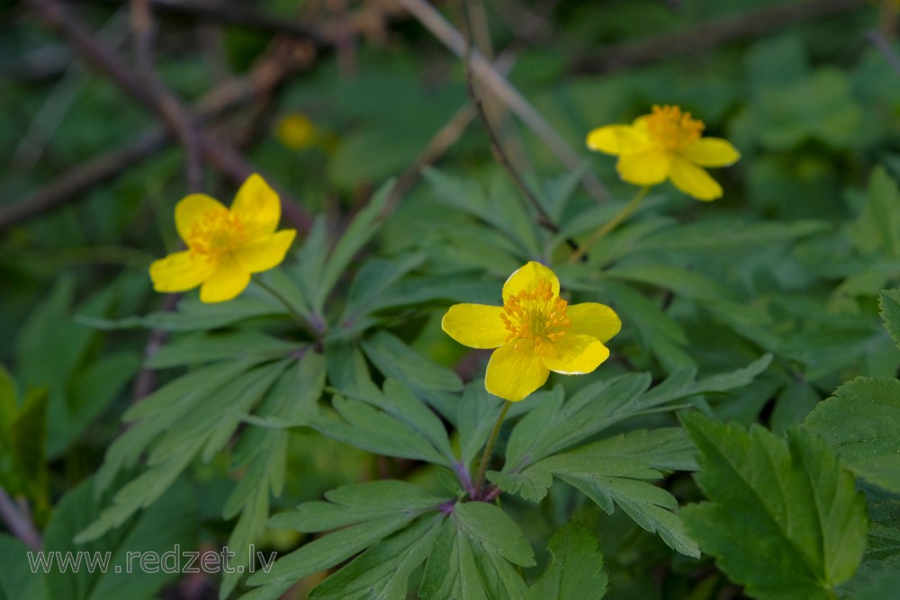 Yellow anemone, Yellow wood anemone or Buttercup anemone