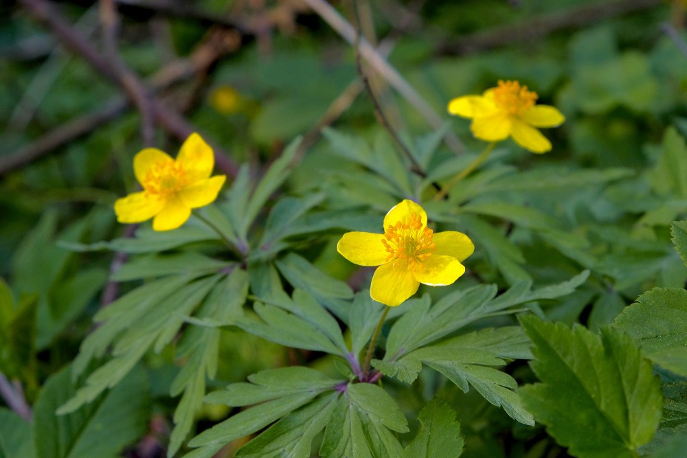 Yellow anemone, Yellow wood anemone or Buttercup anemone