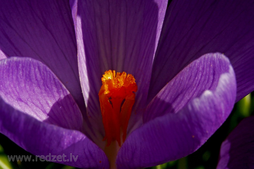 Close up of Crocus Flower