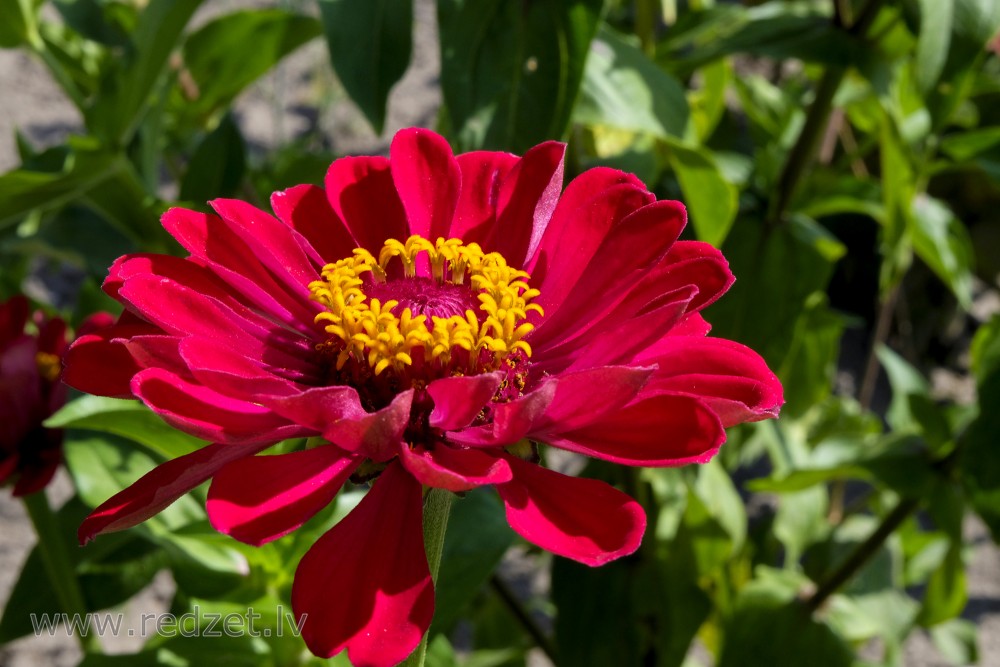 Common zinnia