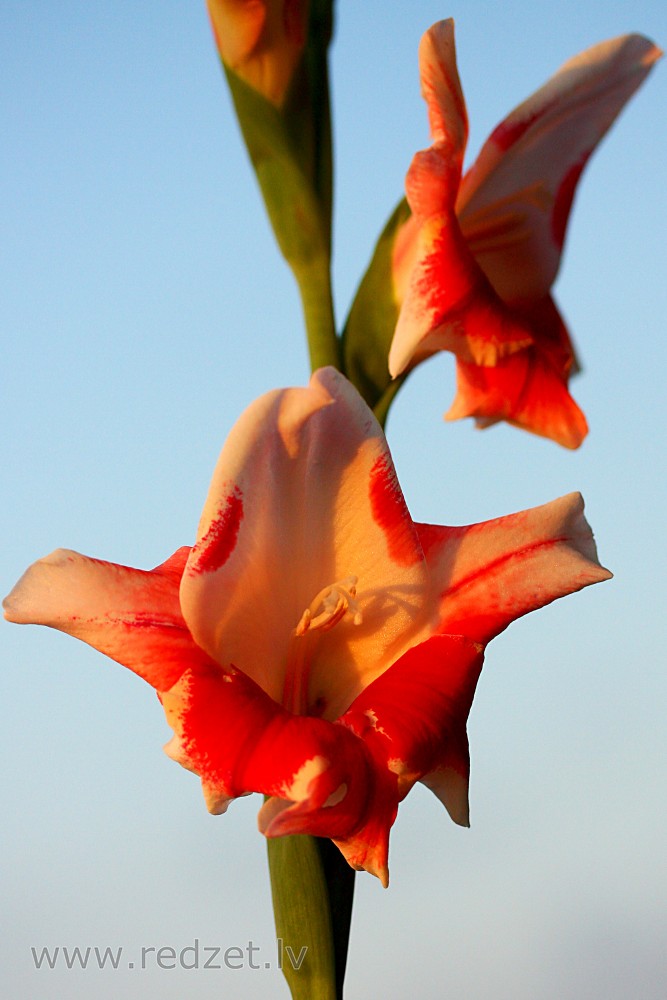 Gladiolas zieds