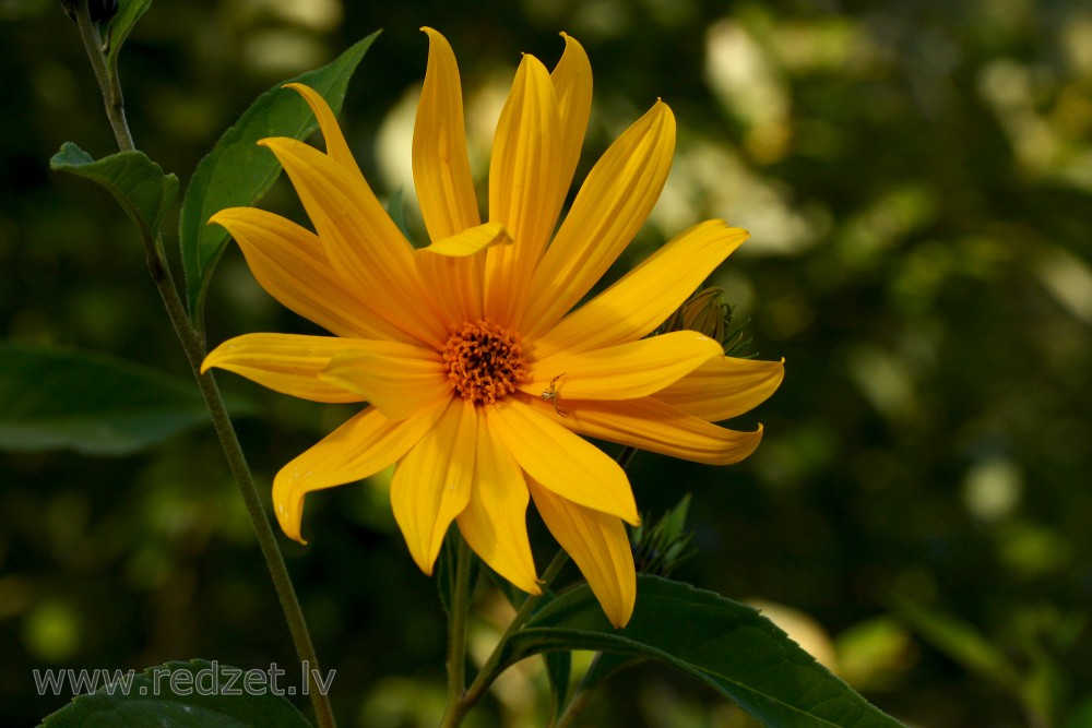 Jerusalem artichoke Flowers