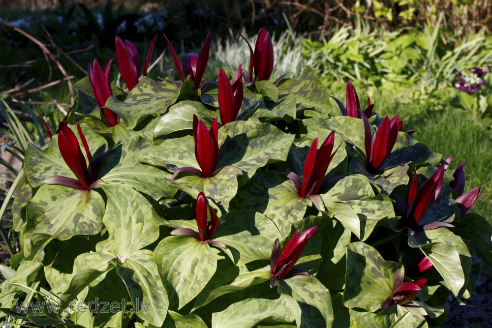 Kurabajaši mežlilija (Trillium Kurabayashii)