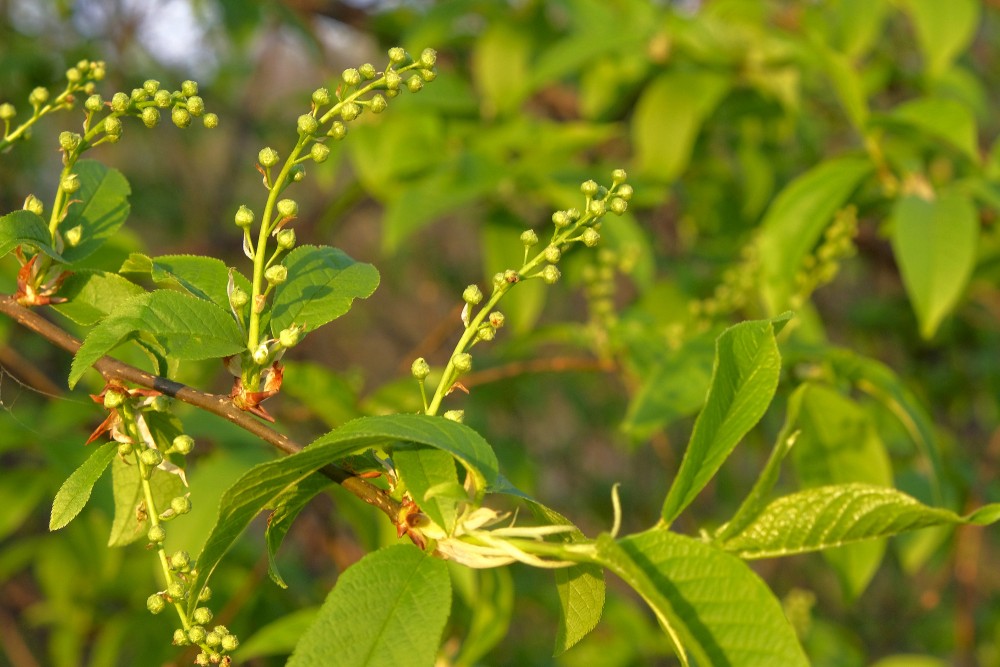 Parastās ievas pumpuri