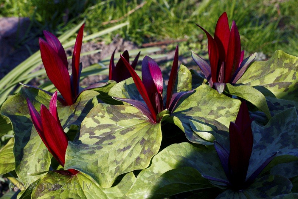 Kurabajaši mežlilija (Trillium Kurabayashii)