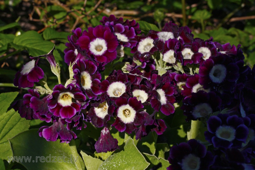 Pūkainā prīmula (Primula x pubescens)