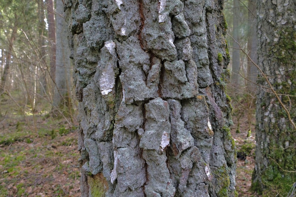Bērza stumbrs ar mizas plīsumiem