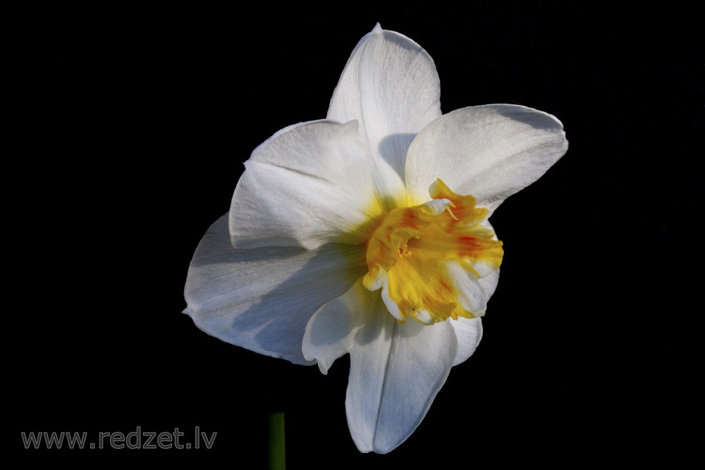 Close up of Narcissus Flower