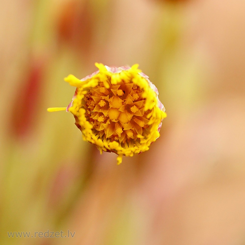 Coltsfoot