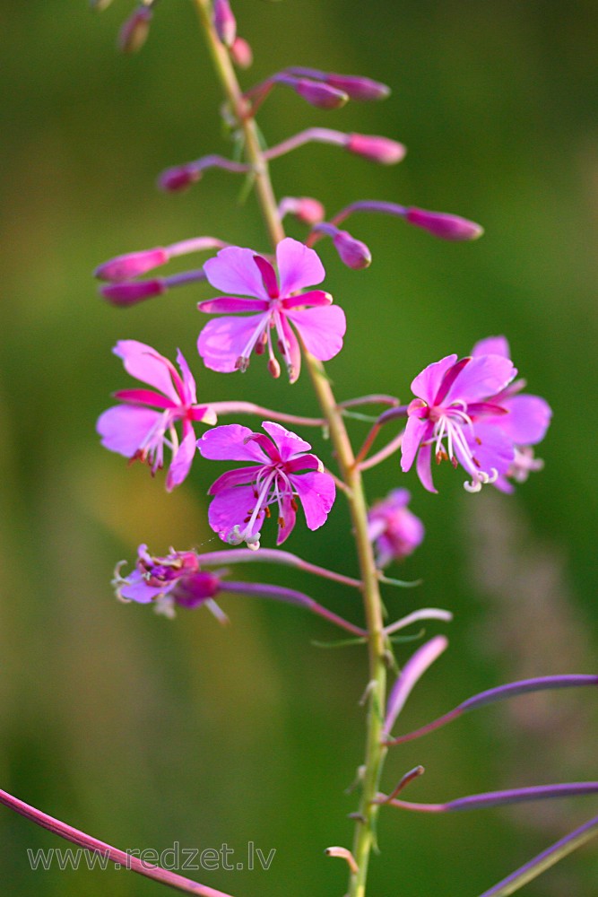 Fireweed