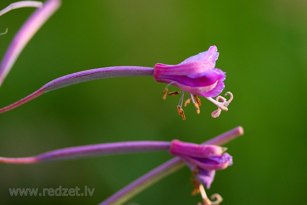 Fireweed