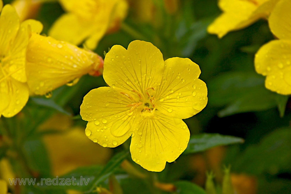 Četršķautņu naktssvece Četršķautņu naktssvece