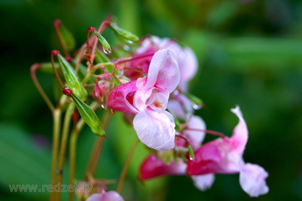  Himalayan Balsam 