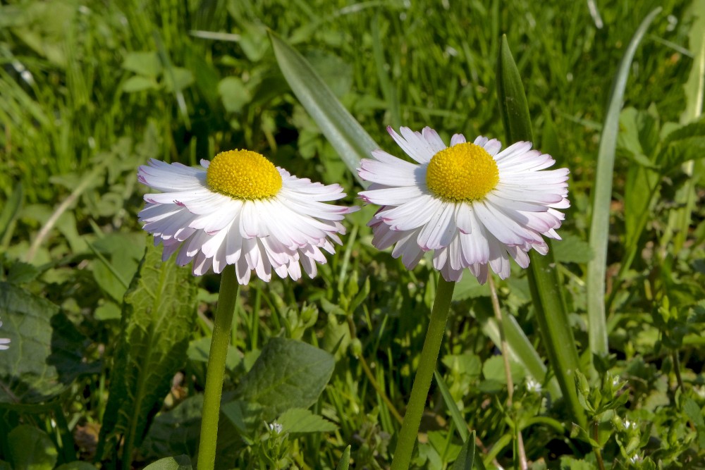 Common daisy
