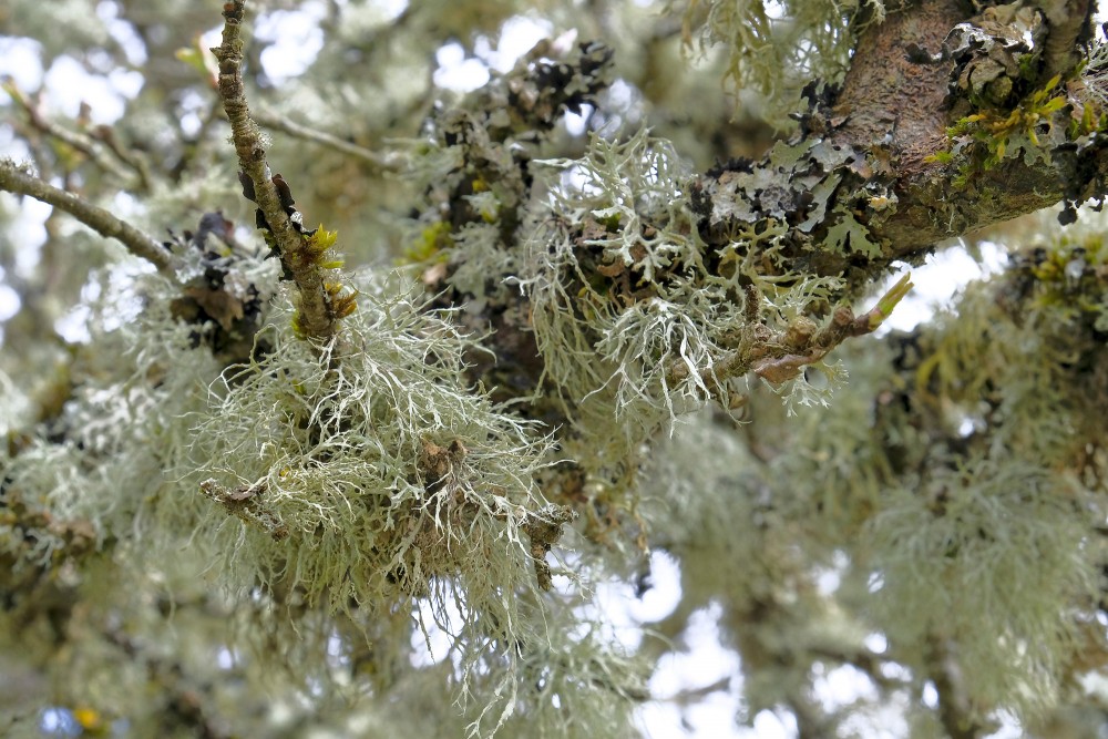 Lichens on Tree Branches