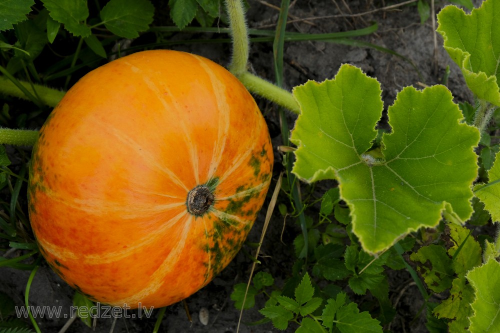 Pumpkin grows