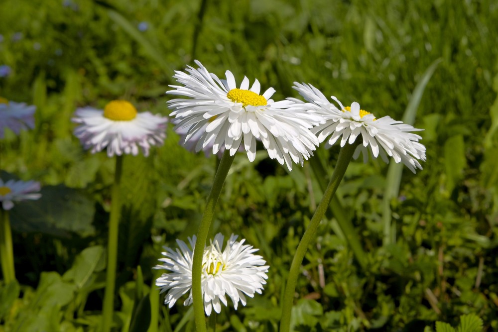 Bellis perennis
