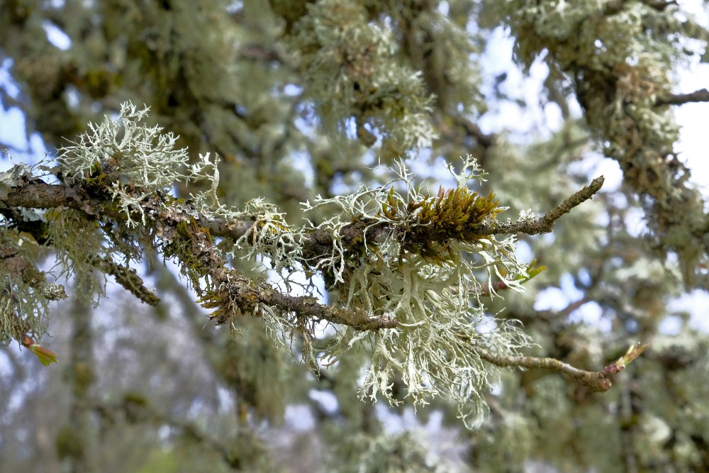 Lichens on Tree Branches