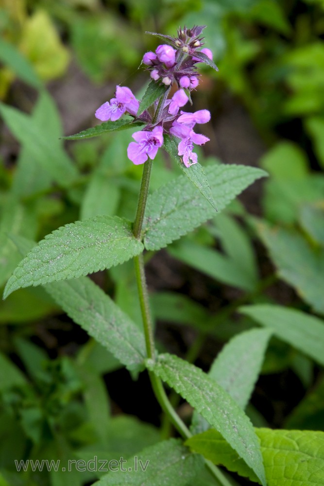 Marsh woundwort