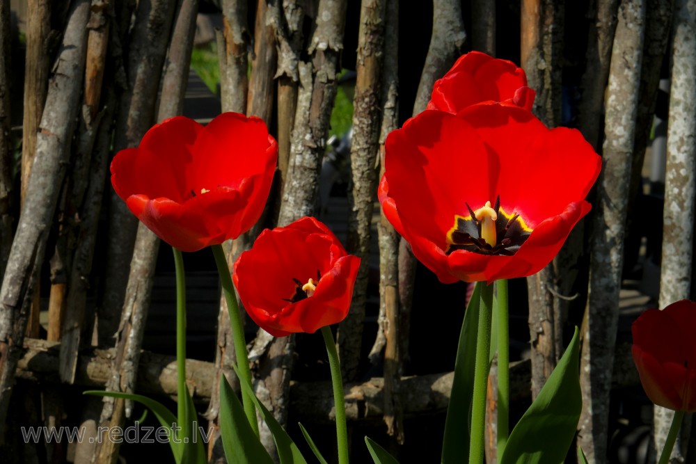Red Tulips Flowers