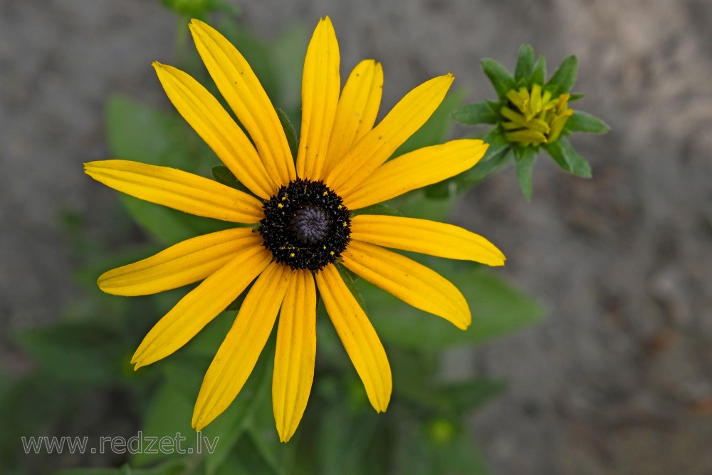 Black Eyed Susan