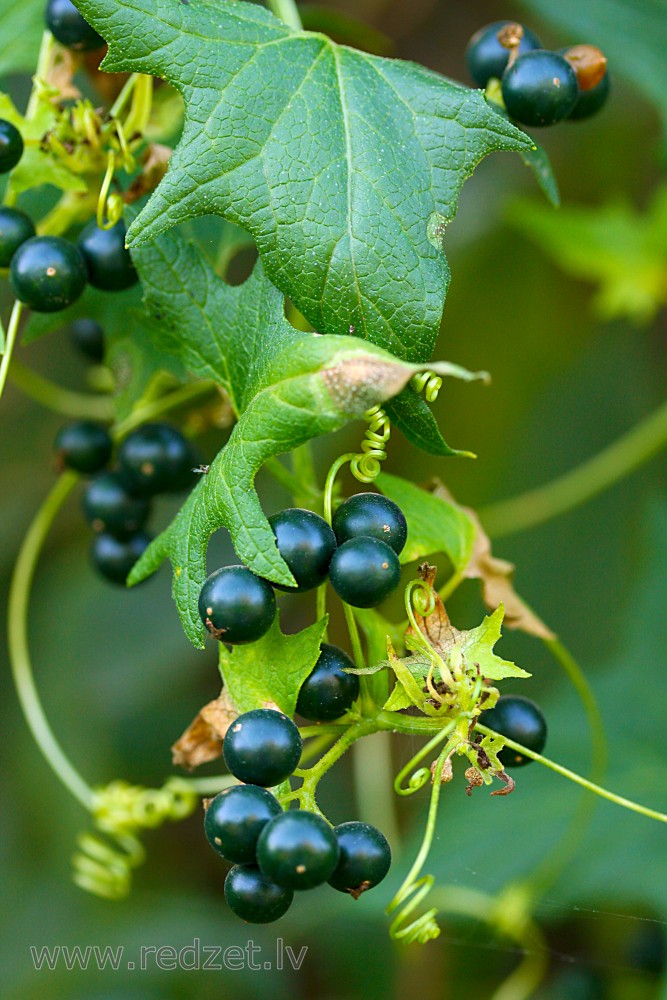 White bryony