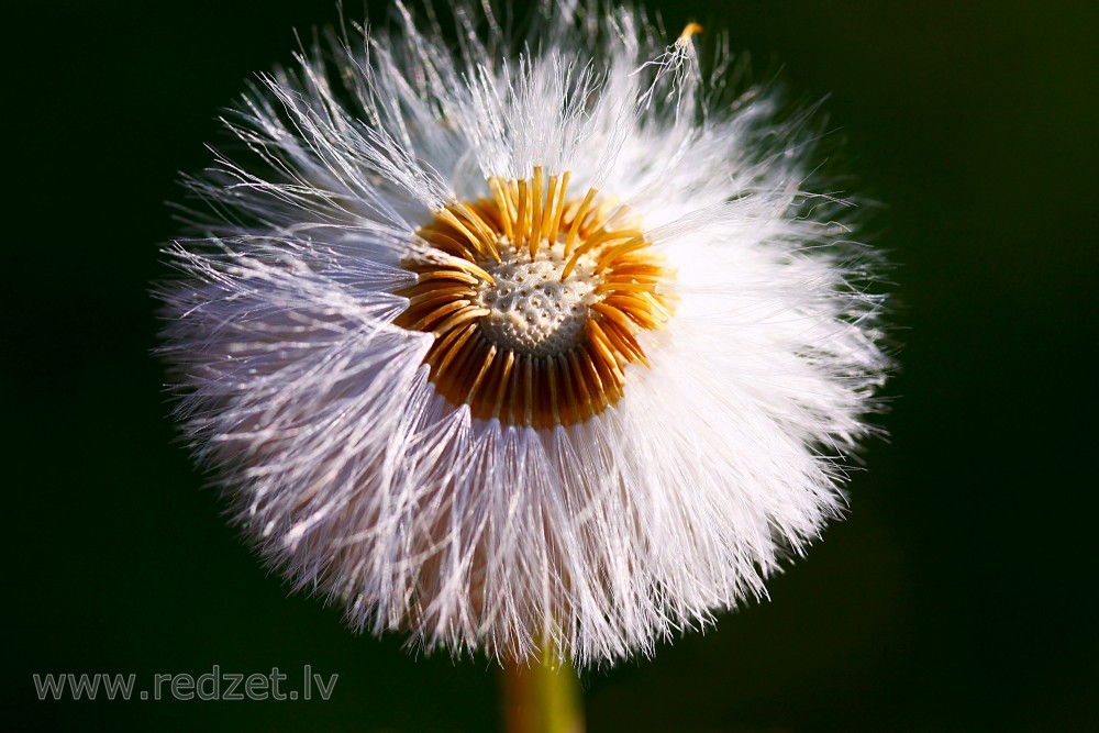  Dandelion Seeds