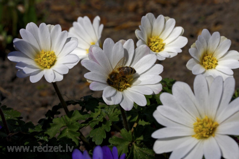 Anemonoides blanda  ‘White Splendour’, Balkan anemone