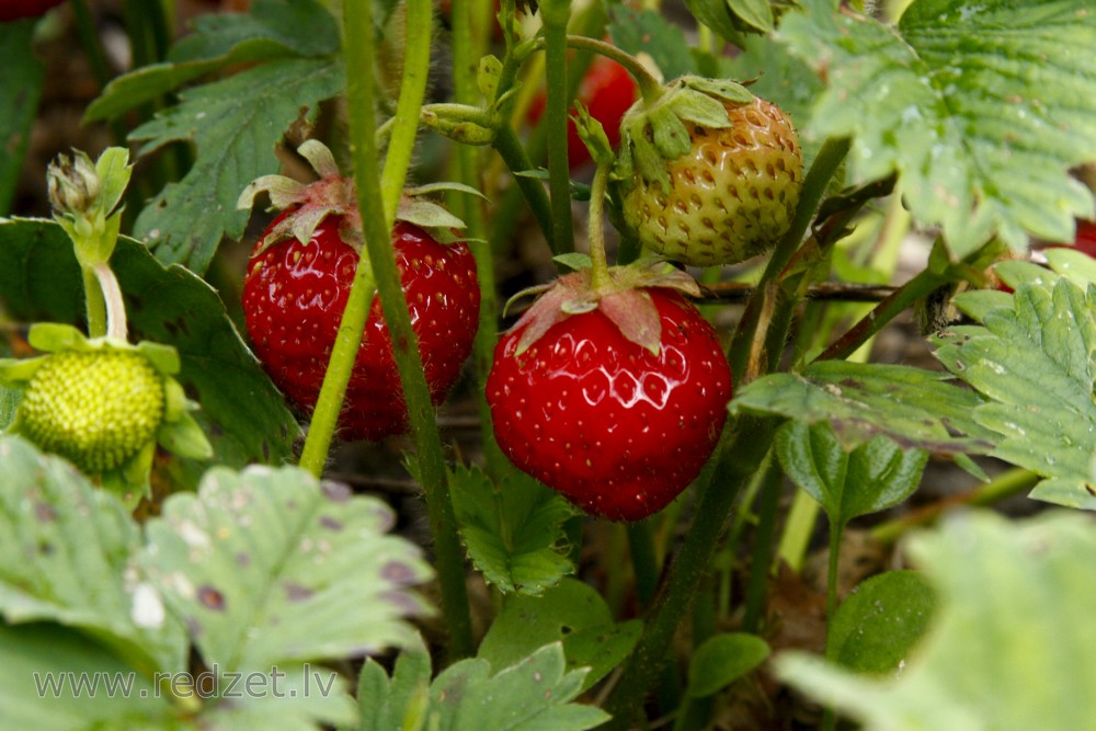 Garden strawberry