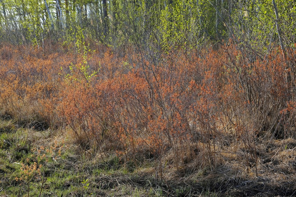 Parastā purvmirte ezera malā Parastā purvmirte ezera malā