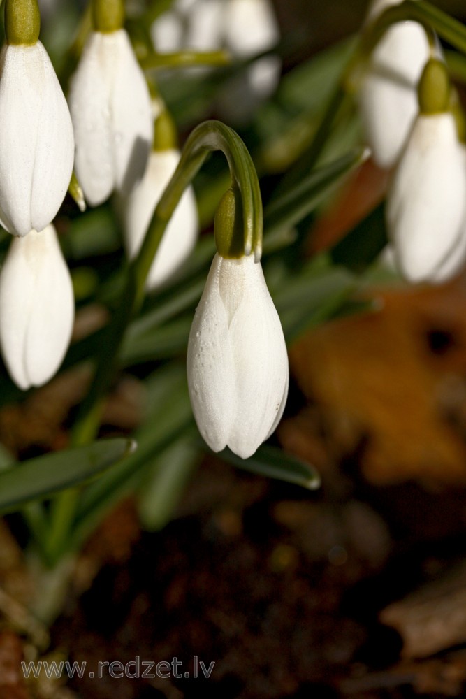 Sniegpulkstenīte (Galanthus nivalis)