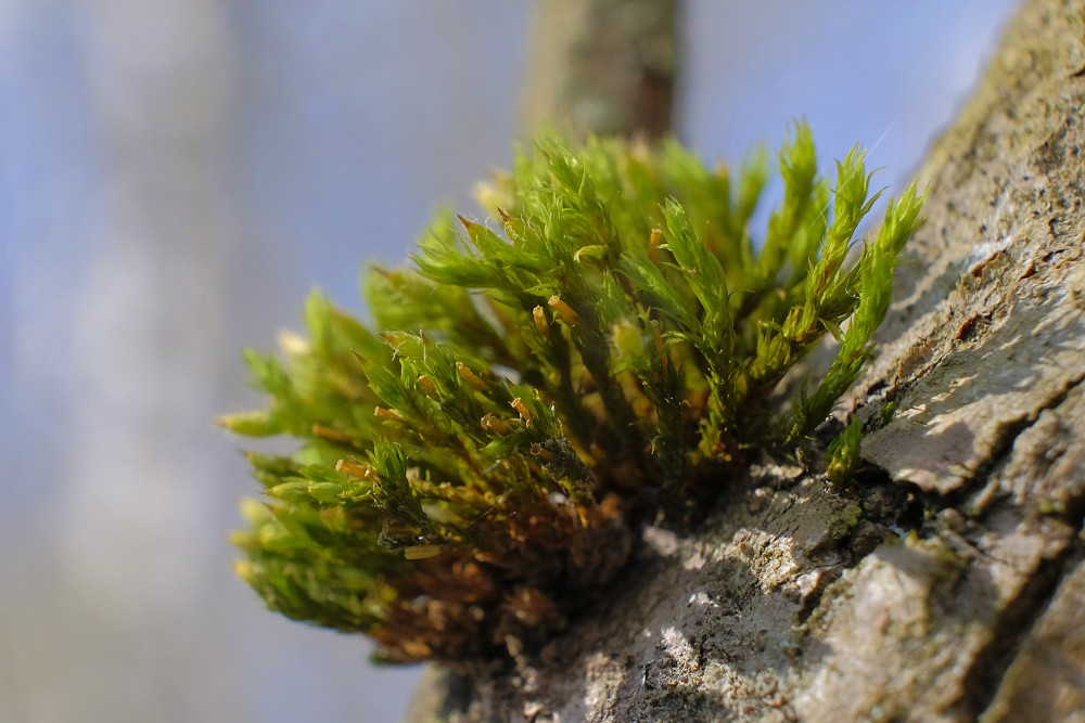 Moss on a Tree Trunk