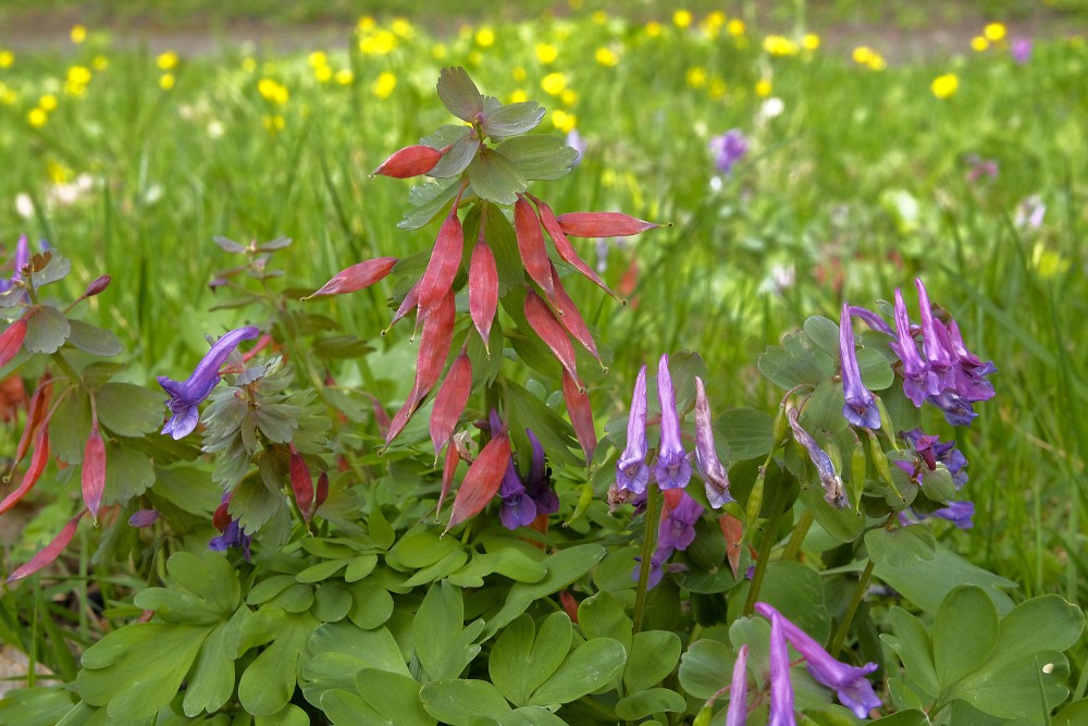 Blīvguma cīrulītis