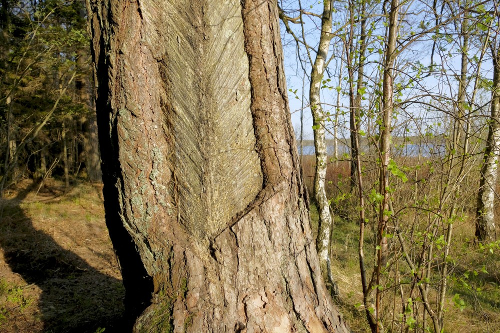 Sveķu ieguves priede