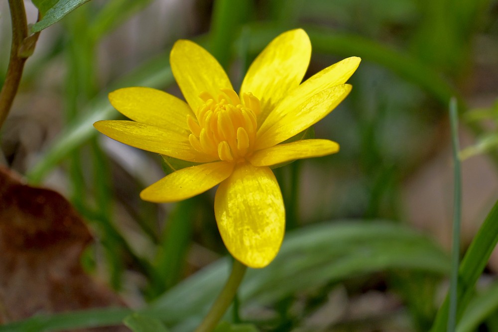 Pavasara mazpurenīte