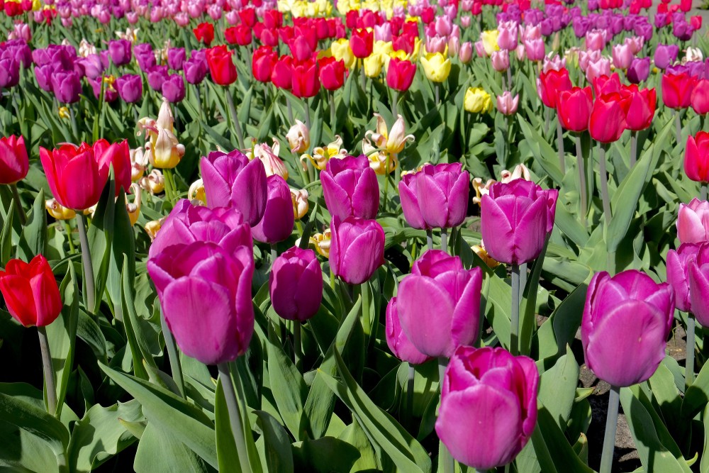 Dažādu krāsu tulpes