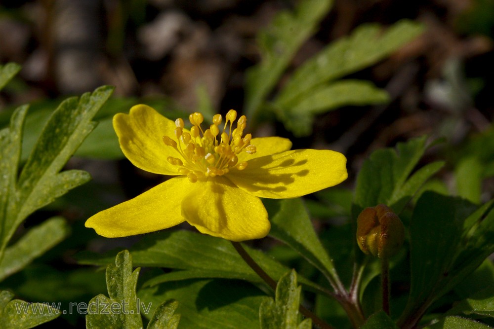 Close-up Of Yellow Anemone Flower