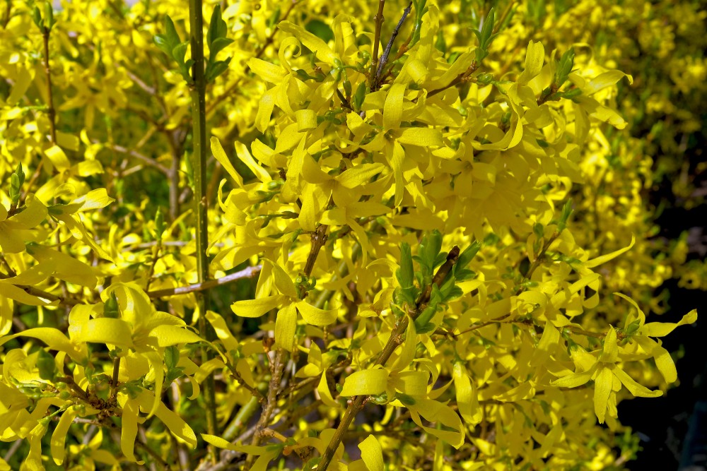 Ziedoša forsītija Ziedoša forsītija