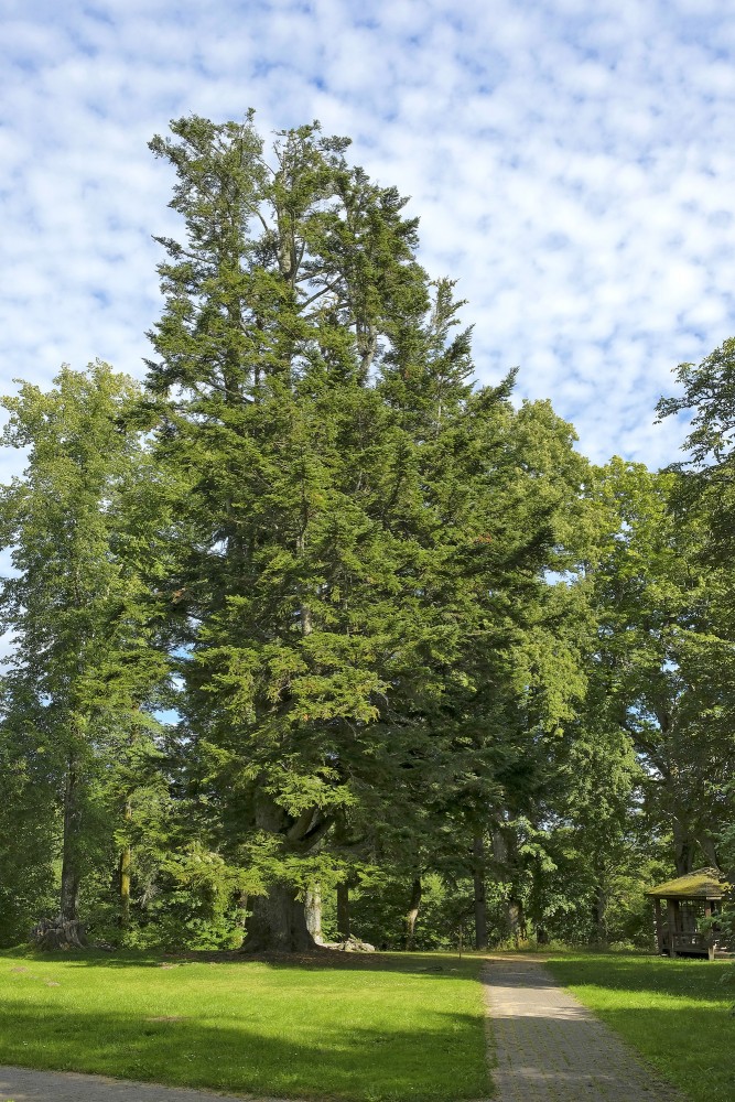 Īvandes muižas baltegle Īvandes muižas baltegle