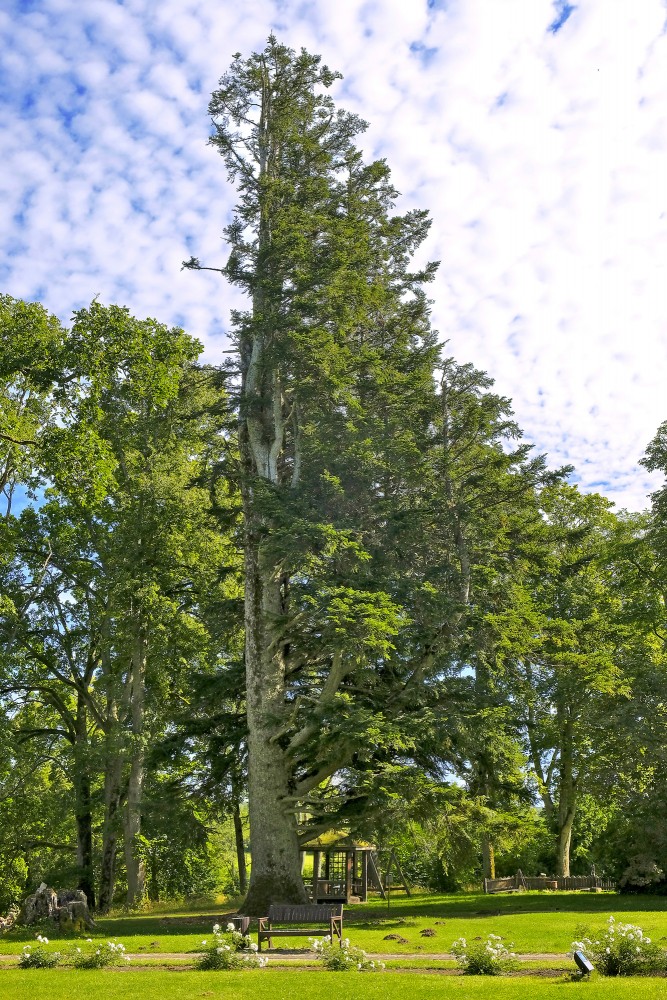 Īvandes muižas baltegle Īvandes muižas baltegle